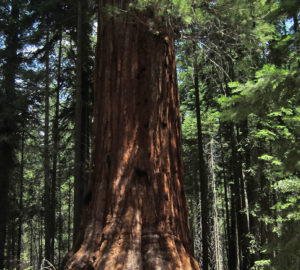 The George Bush Tree. Photo by Don Barrett, Flickr Creative Commons