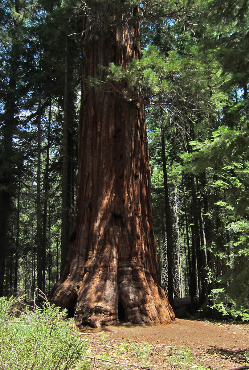 The George Bush Tree. Photo by Don Barrett, Flickr Creative Commons