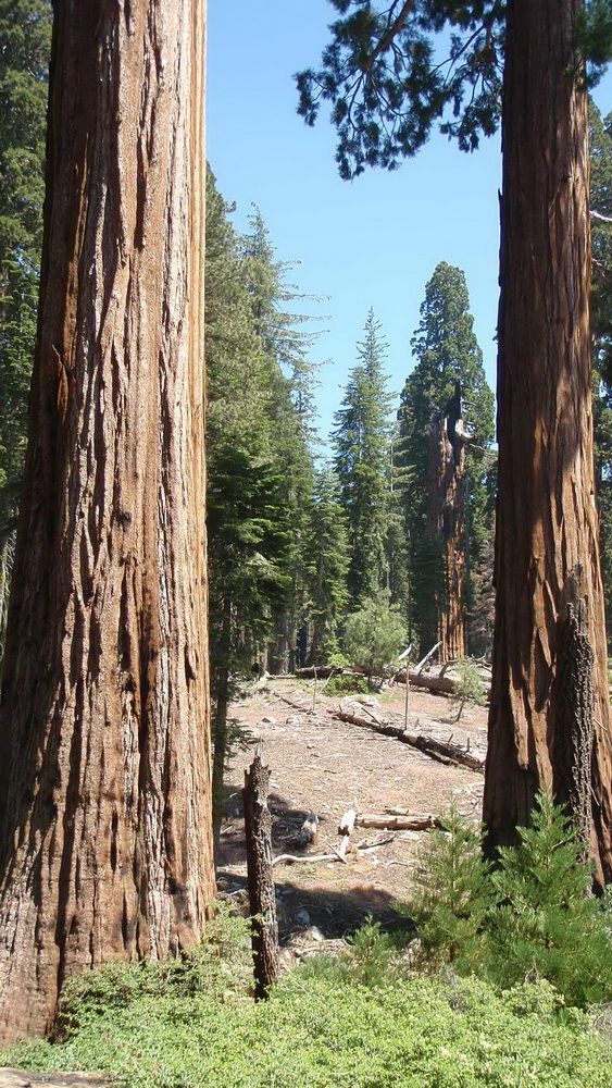 Sequoia National Park