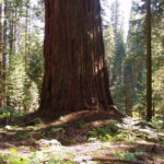 Sequoia National Park. Photo by Mark Bult