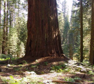 Sequoia National Park. Photo by Mark Bult