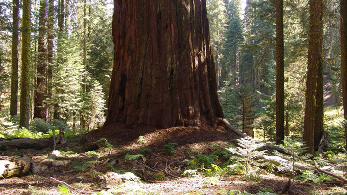 Sequoia National Park. Photo by Mark Bult