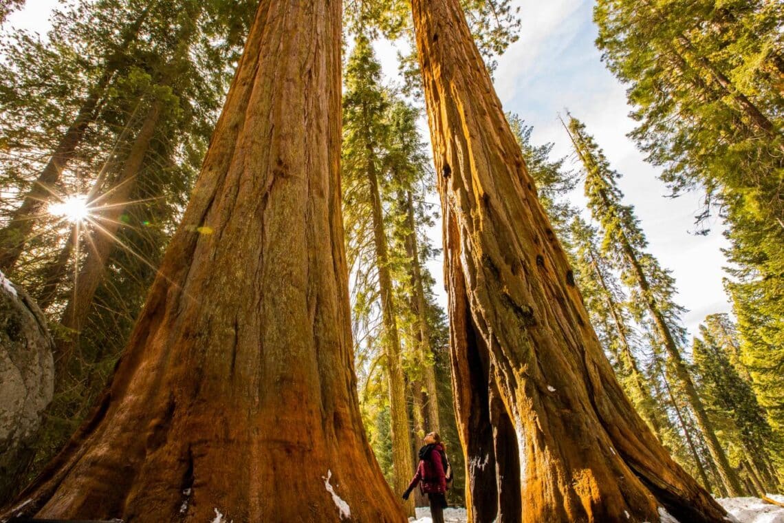 A person stands between two huge giant sequoia trees.