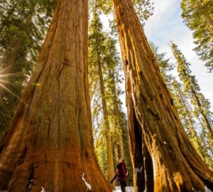 A person stands between two huge giant sequoia trees.