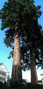 Giant sequoia in Wasserburg, Germany