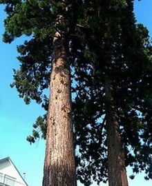 Giant sequoia in Wasserburg, Germany