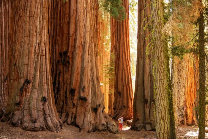 A person in a red jacket is completely dwarfed by the reddish-brown trunks of giant sequoia trees.