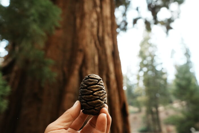 A hand holds up a giant sequoia cone in the foreground with a sequoia tree in the background
