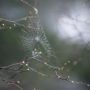 Spider web at Shady Dell. Photo by Paolo Vescia