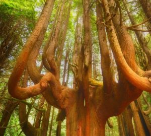 Candelabra trees at Shady Dell. Photo by Mike Shoys