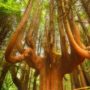 Candelabra trees at Shady Dell. Photo by Mike Shoys