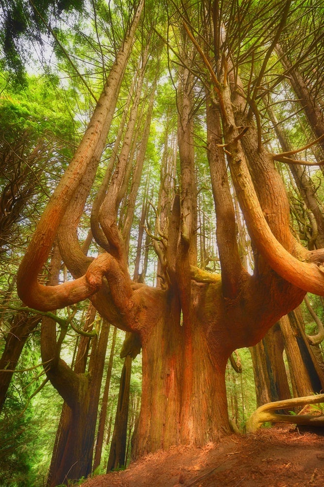 A giant redwood shaped like a candelabra