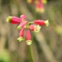 Flowers in bloom at Shady Dell. Photo by Mike Shoys