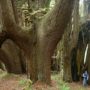 Candelabra trees at Shady Dell.