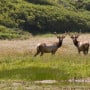Roosevelt elk. Photo by Paolo Vescia