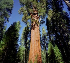 General Sherman Tree. Photograph by Bill Fletcher