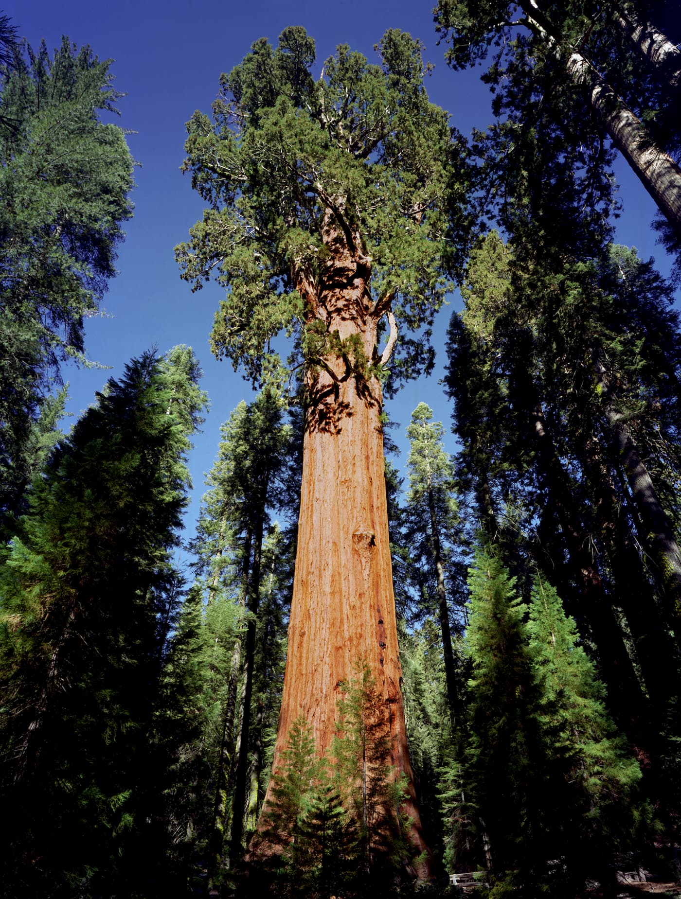 General Sherman Tree. Photograph by Bill Fletcher