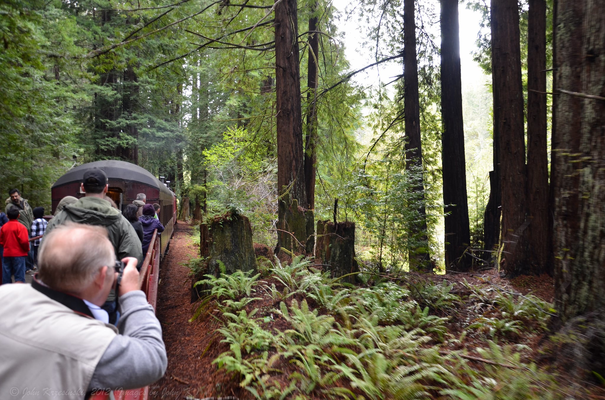 Passengers aboard the Skunk Train stand on an open-air observation car and take photographs of passing redwood trees and ferns.