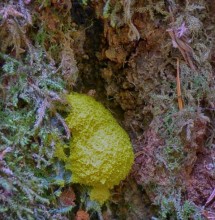 Slime mold