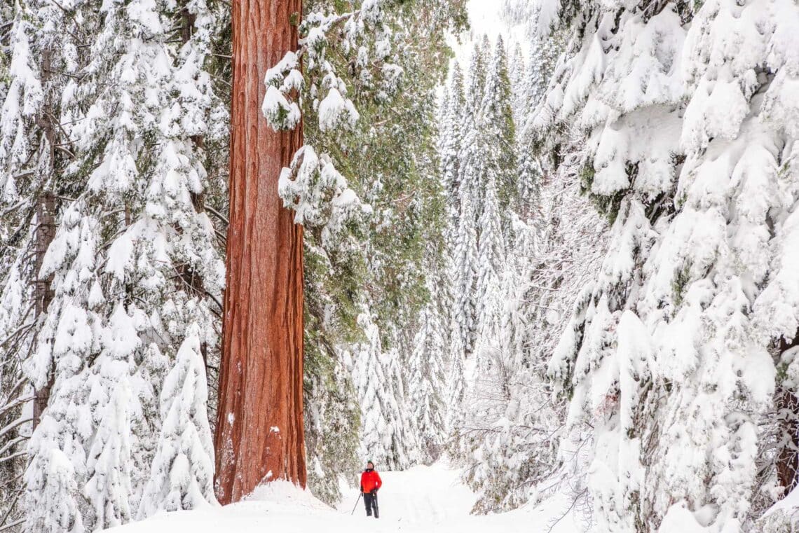 in a snowy forest, a man in a bright red jacket is drawfed by the massive reddish-brown trunk of a giant sequoia