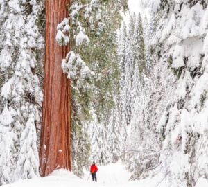 in a snowy forest, a man in a bright red jacket is drawfed by the massive reddish-brown trunk of a giant sequoia