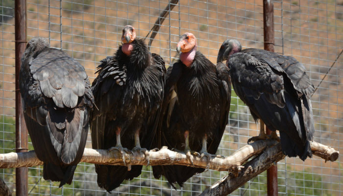 Four California condors roosting on a branch in an enclosure.