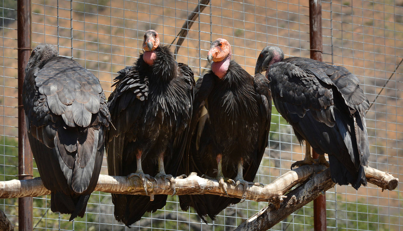 Four California condors roosting on a branch in an enclosure. 
