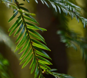 Soda Springs Reserve, by Mike Shoys