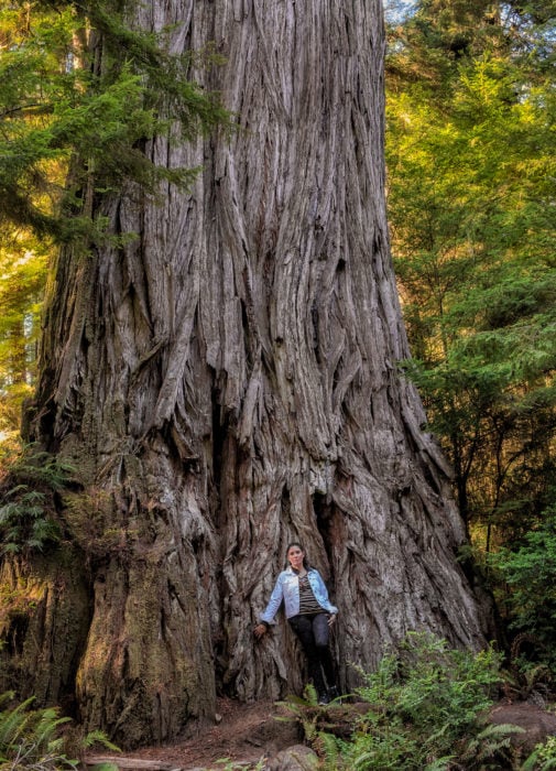 A woman stands at the base of a giant coast redwood tree that is several feet wide.