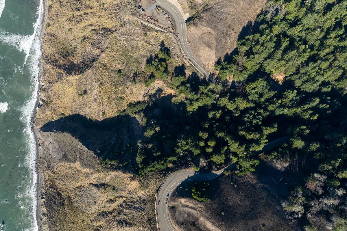 Sonoma Coast Redwoods