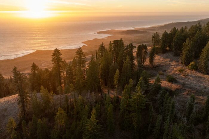 A setting sun illuminates golden coastal grasslands with a large swath of redwood trees in the foreground.