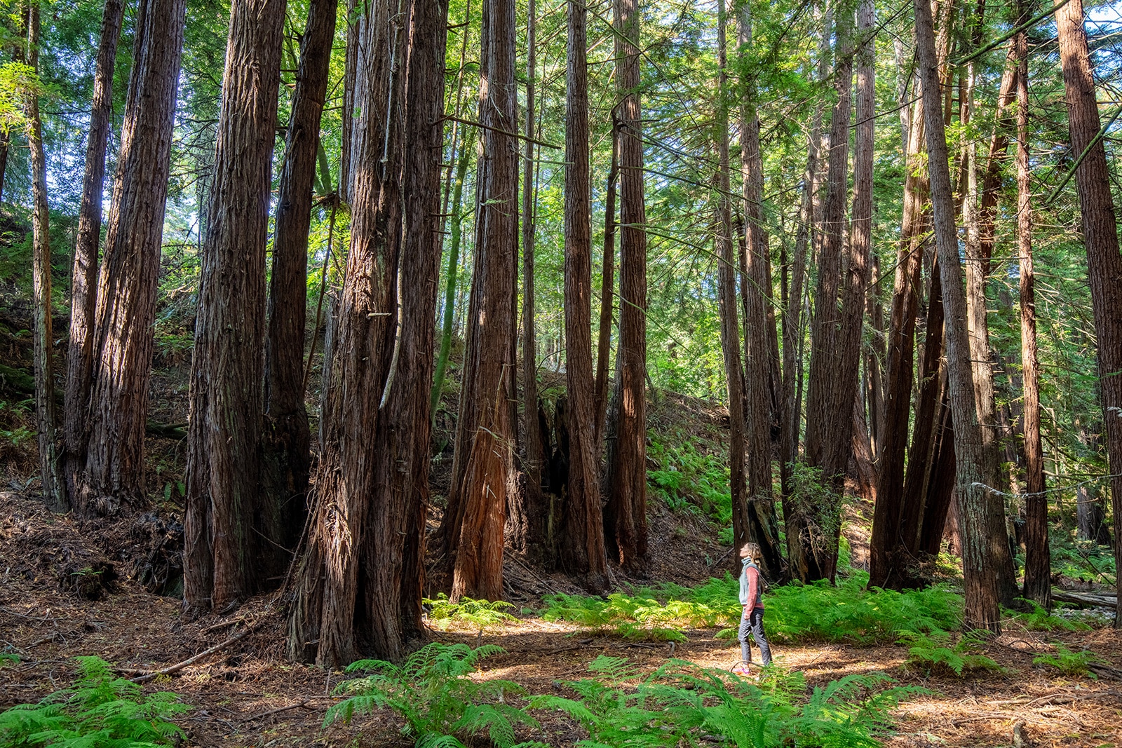 Sonoma Coast Redwoods Save the Redwoods League