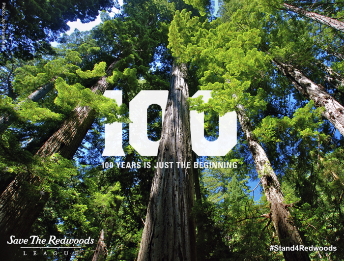 2018 is the Year of the Redwoods. Photo by Jon Parmentier