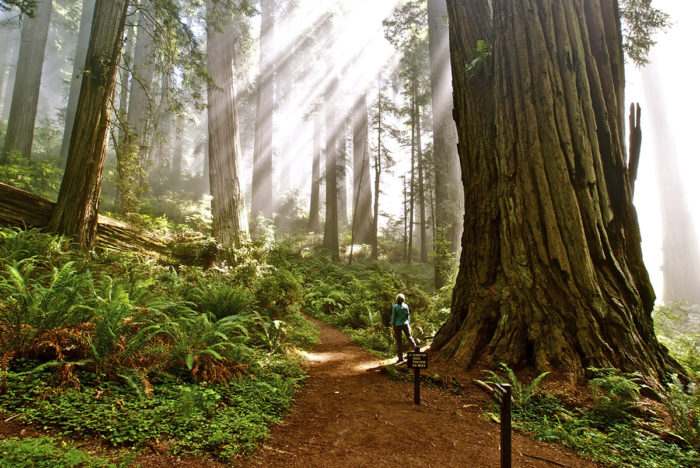 Redwoods 