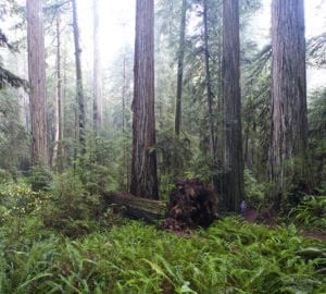 Jedediah Smith Redwoods State Park. Photo by Jon Parmentier