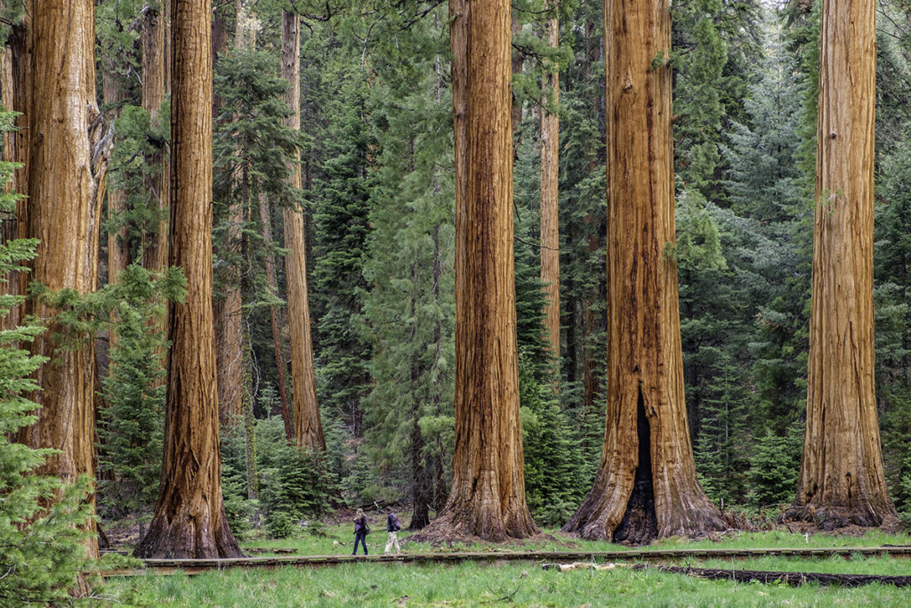People walk in the midground beside several giant sequoias