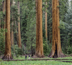 People walk in the midground beside several giant sequoias