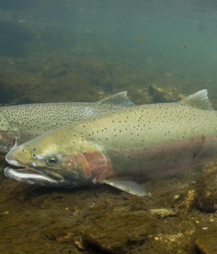 The permanent protection of Stewarts Point includes 1.7 miles of the South Fork Gualala River which bears threatened steelhead trout. Protecting habitat such as this stretch of river is a critical part of saving this species. Photo by NMFS Southwest Fisheries Science Center Salmon Ecology Team, Flickr Creative Commons