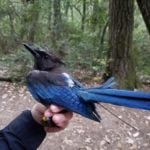Researchers extend their League-funded study examining changes in Steller’s jay populations and the birds’ effects on marbled murrelet conservation. Photo by Kristin Brunk, University of Wisconsin-Madison