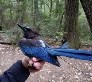 Researchers extend their League-funded study examining changes in Steller’s jay populations and the birds’ effects on marbled murrelet conservation. Photo by Kristin Brunk, University of Wisconsin-Madison