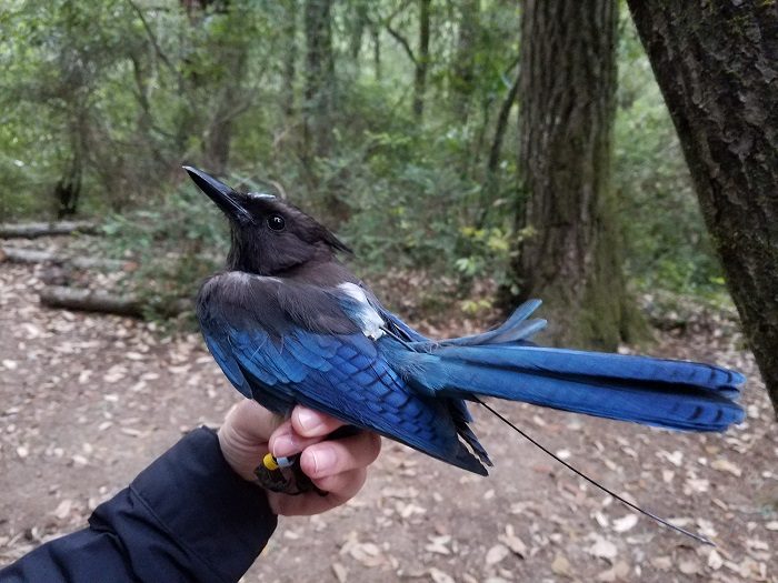 Researchers extend their League-funded study examining changes in Steller’s jay populations and the birds’ effects on marbled murrelet conservation. Photo by Kristin Brunk, University of Wisconsin-Madison