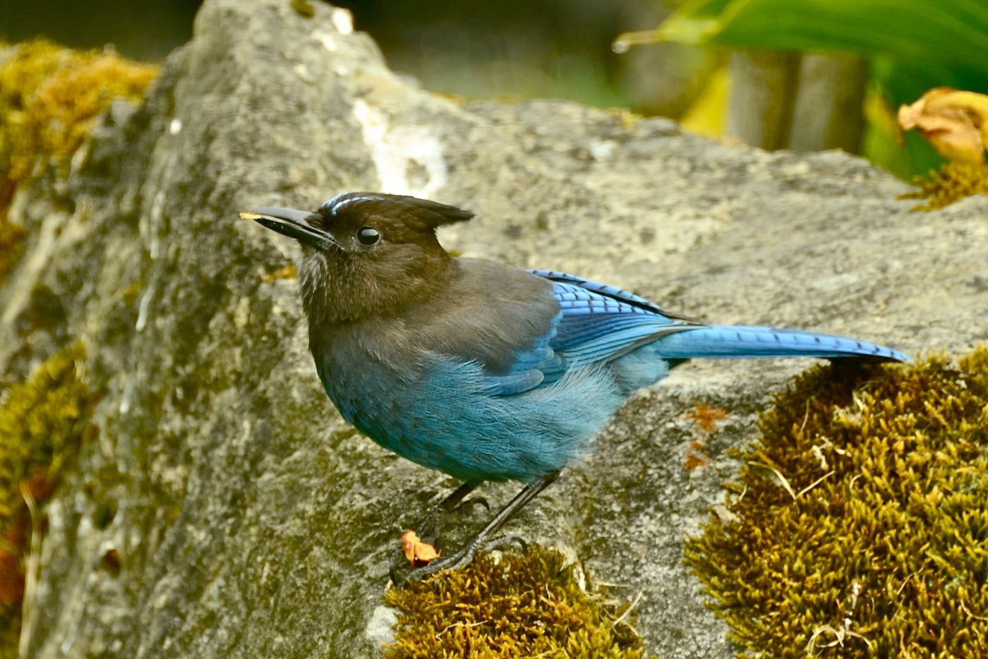 Steller's Jay. Photo by Linda Tanner, Flickr Creative Commons.