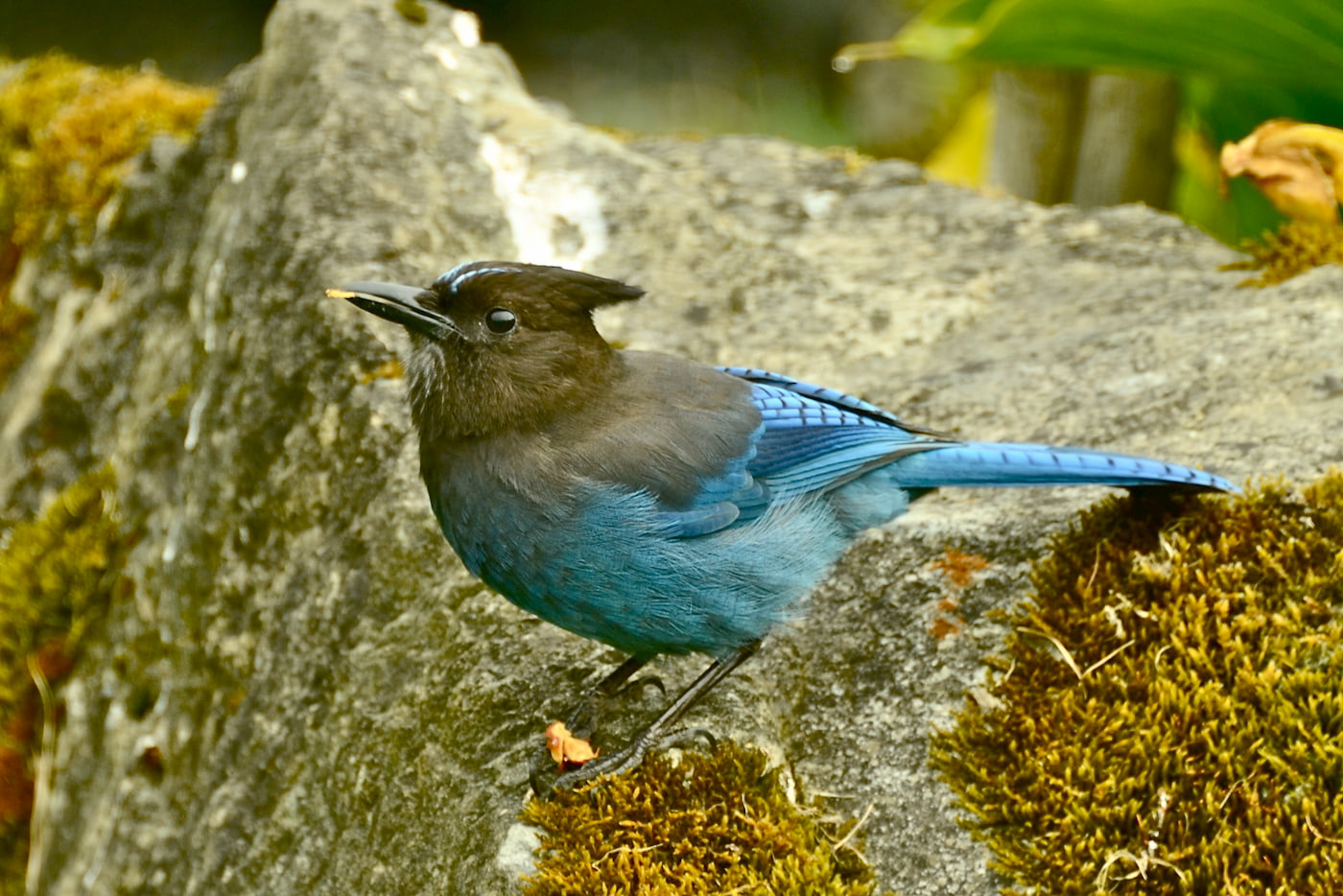 Steller's Jay. Photo by Linda Tanner, Flickr Creative Commons.