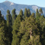 The giant sequoia canopy of Mountain Home Grove rises above the expansive Sierran mixed conifer forest. Photo credit: Stephen Sillett