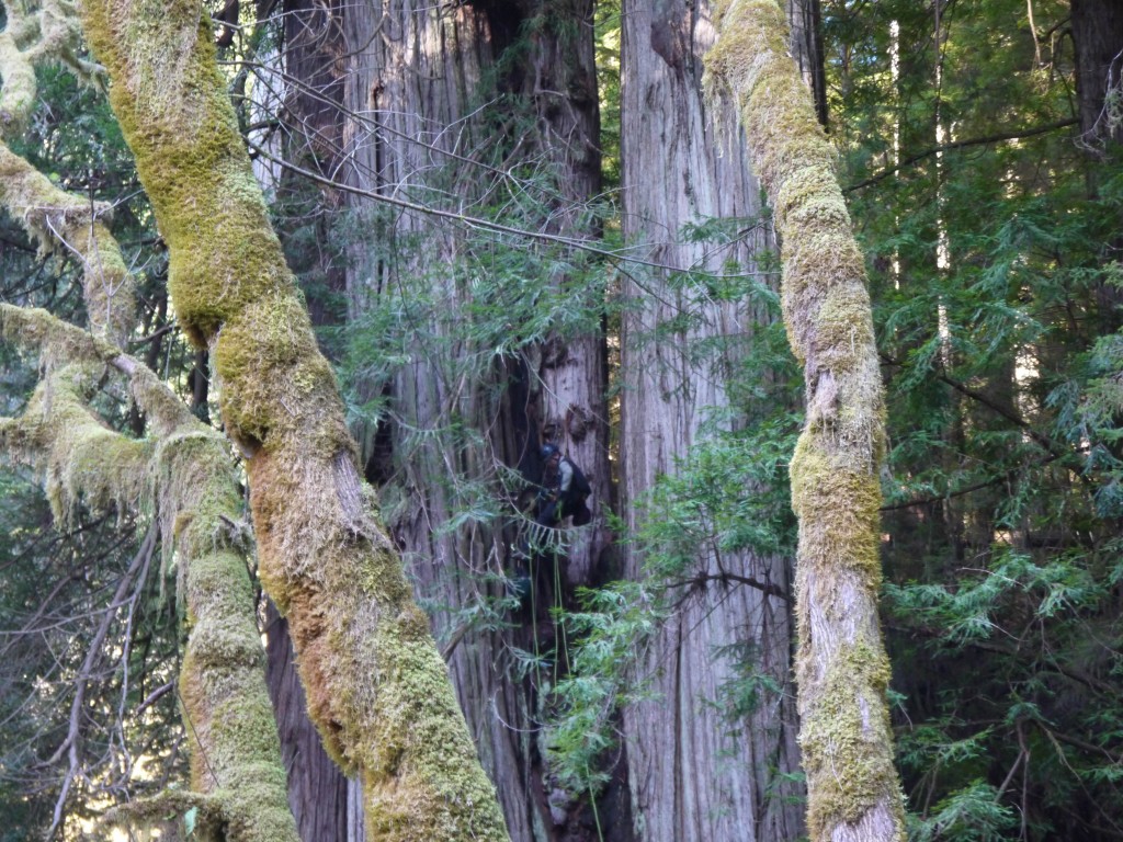 researcher climbing a redwoods tree