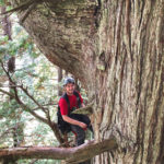 Stephen Sillett ventures into the redwood canopy