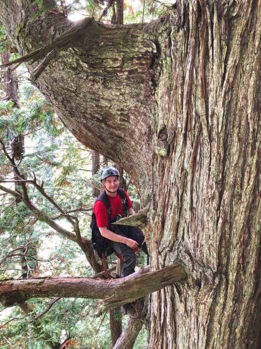 Stephen Sillett ventures into the redwood canopy