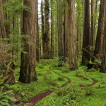 Jedediah Smith Redwoods State Park