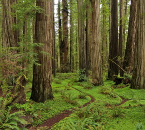 Jedediah Smith Redwoods State Park