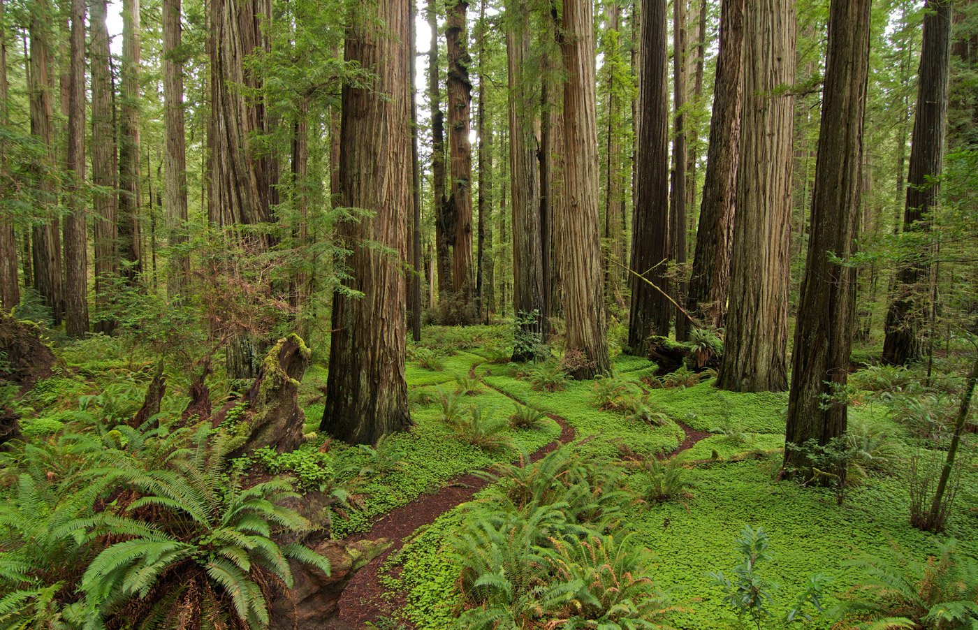 Stout Grove in Jedediah Smith Redwoods State Park